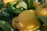 Yellow apples on a tree; Photo by Pexels, Faustas Grigutis