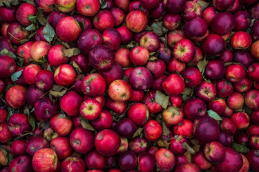 Hundreds of red apples; Photo by StockSnap, Sydney Zentz