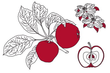 Illustration of apples; by Stefanie Kreuzer, b13 GmbH (CC BY-SA 4.0)